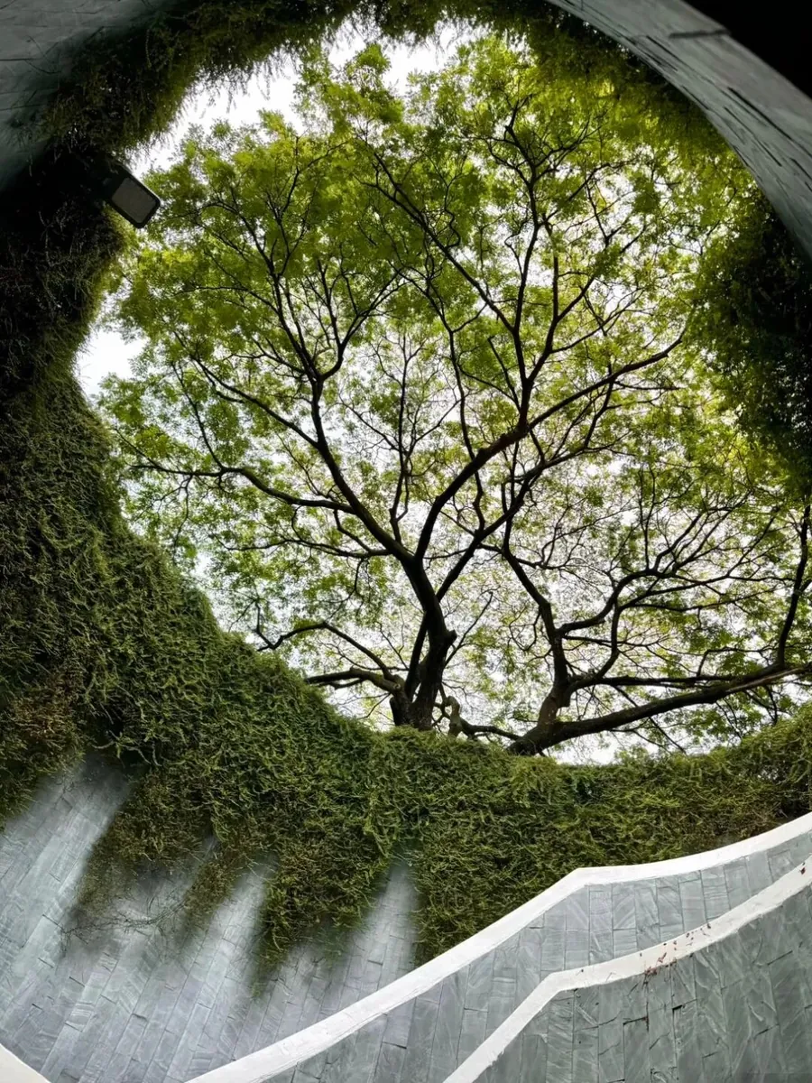 挖藕咨询新加坡游学之旅照片